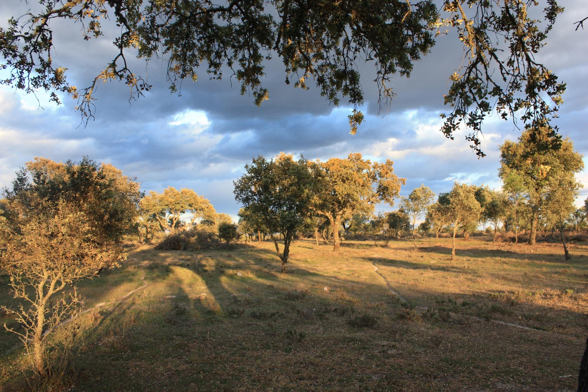 Campo extremeño